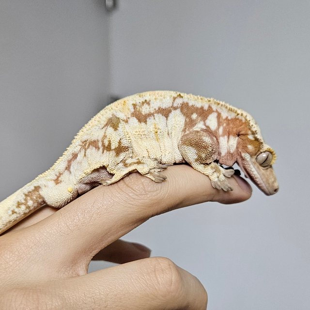 노멀 드리피 화이트스팟 레드 화이트