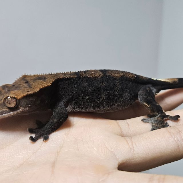 카푸치노 다크 블랙 RCK