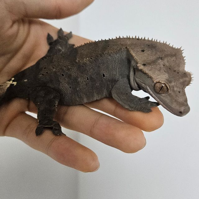 카푸치노 다크 블랙 RCK