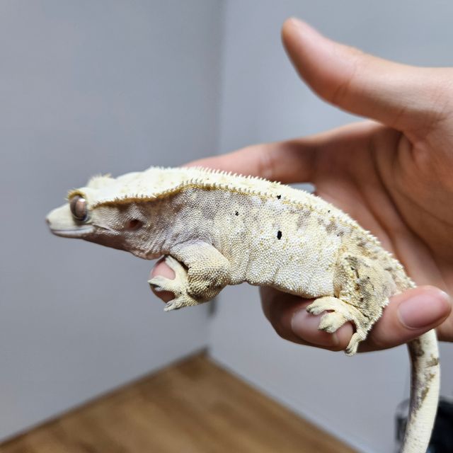 노멀 화이트 드리피