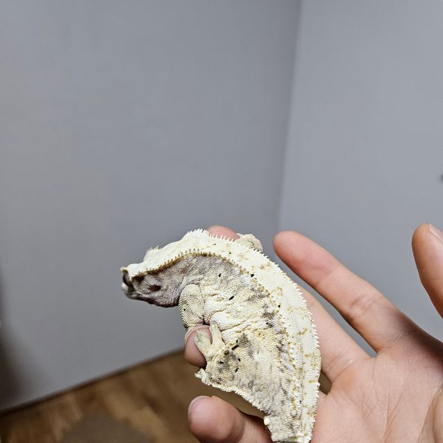 노멀 화이트 드리피