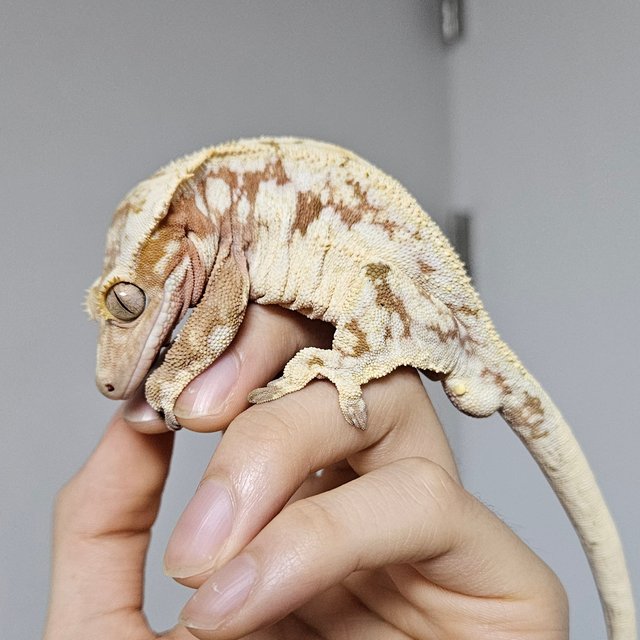 노멀 드리피 화이트스팟 레드 화이트