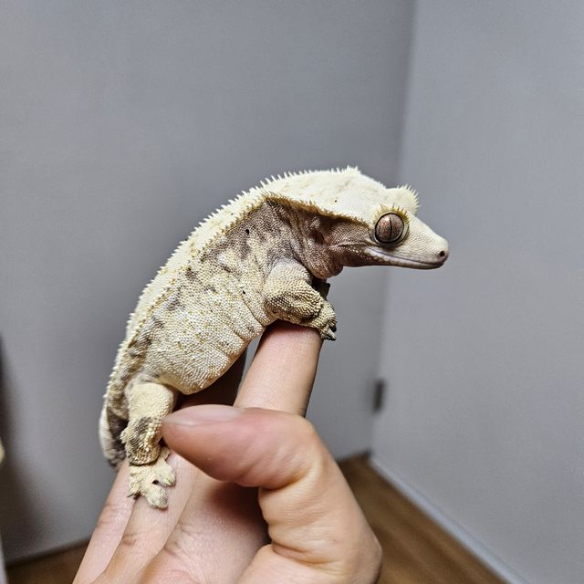 노멀 화이트 드리피