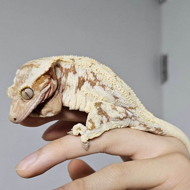 노멀 드리피 화이트스팟 레드 화이트