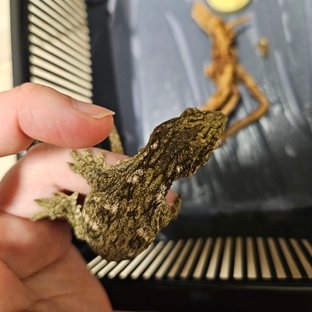 GTX 프리델 파인아일랜드