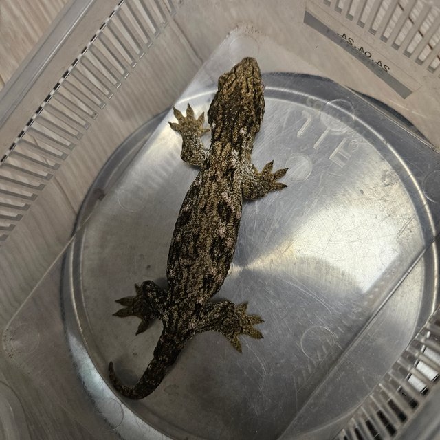 GTX 프리델 파인아일랜드