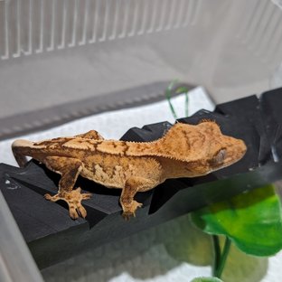 옐로우 크림시클