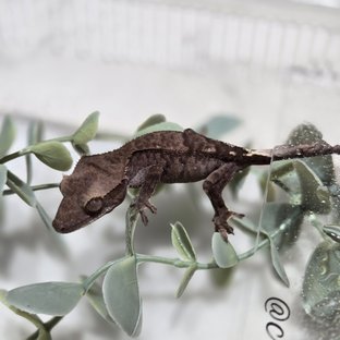 카푸치노 팬텀 다크 챠콜