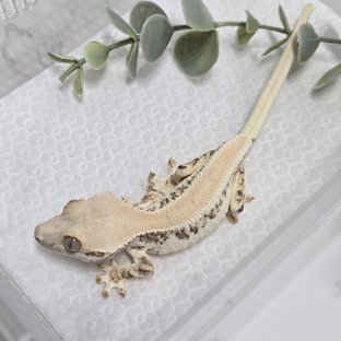 릴리화이트 솔리드백 화이트