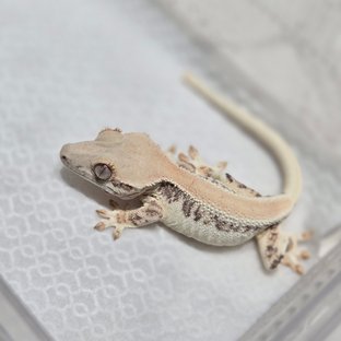 릴리화이트 솔리드백 화이트