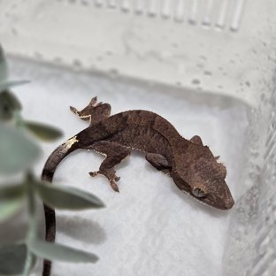 다크 팬텀 카푸치노 챠콜