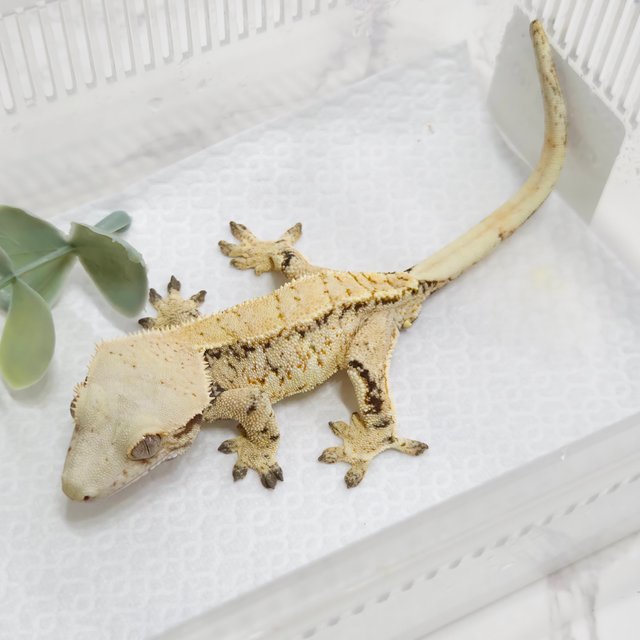 노멀 텐저린 화이트스팟 트라이