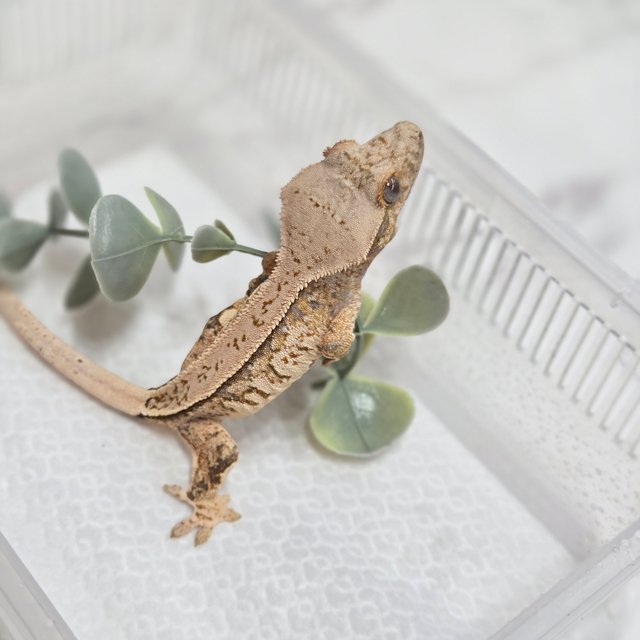 노멀 풀핀 텐저린 트라이 익스트림할리퀸 화이트스팟