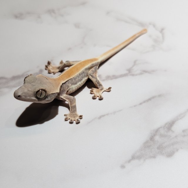 릴리화이트 솔리드백 화이트