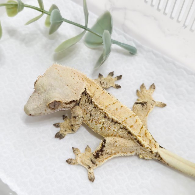 노멀 텐저린 화이트스팟 트라이