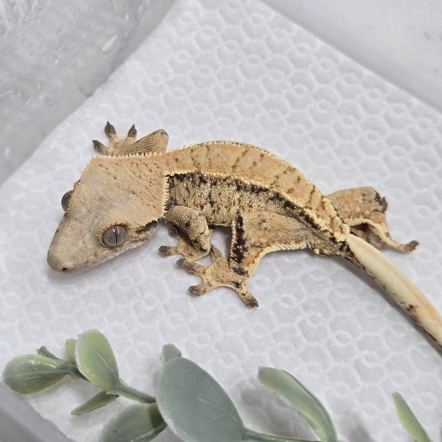 노멀 트라이 화이트스팟