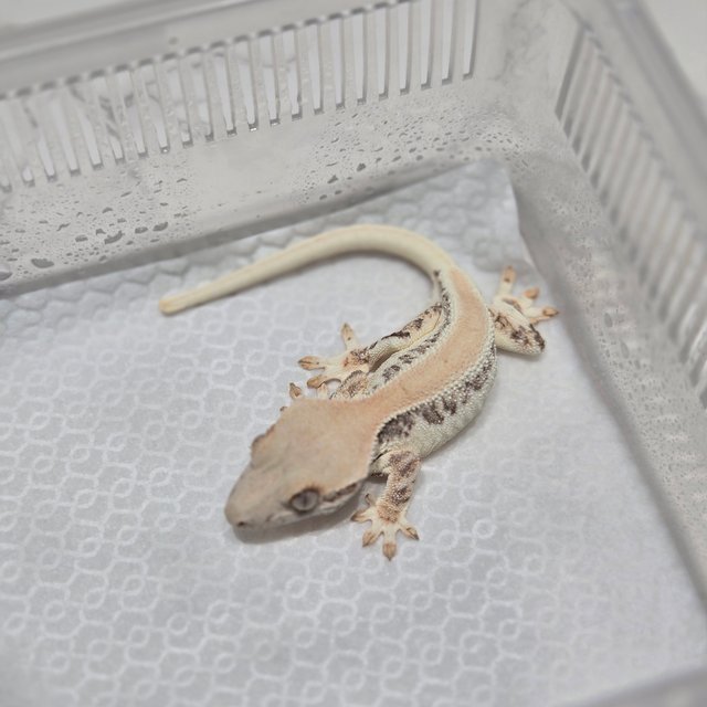 릴리화이트 솔리드백 화이트