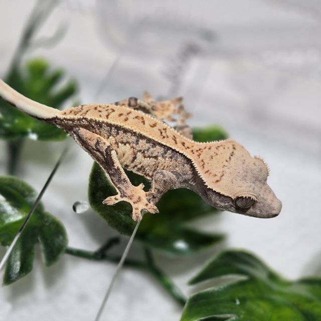 노멀 트라이 익스트림할리퀸