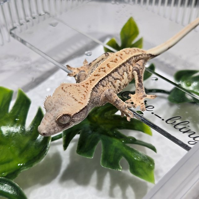 노멀 트라이 익스트림할리퀸