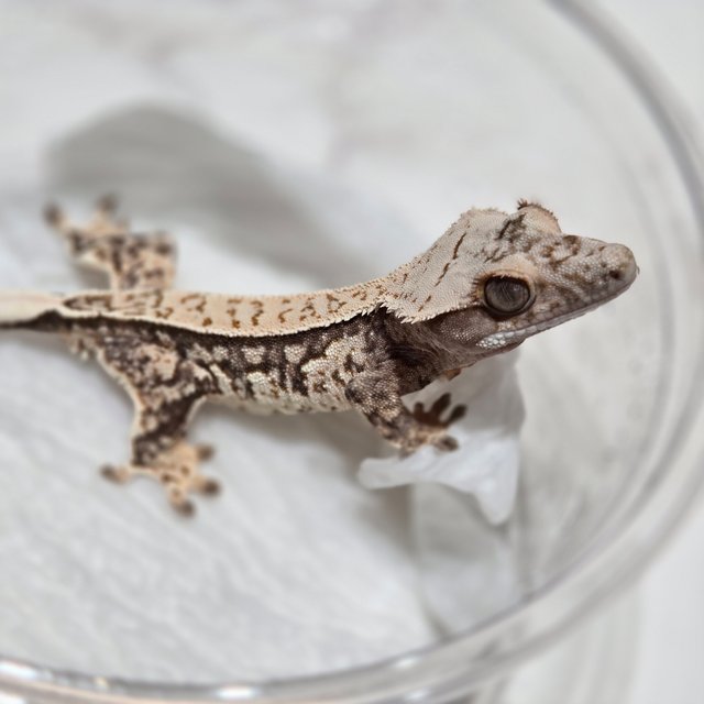 노멀 트라이 핀스트라이프 화이트스팟