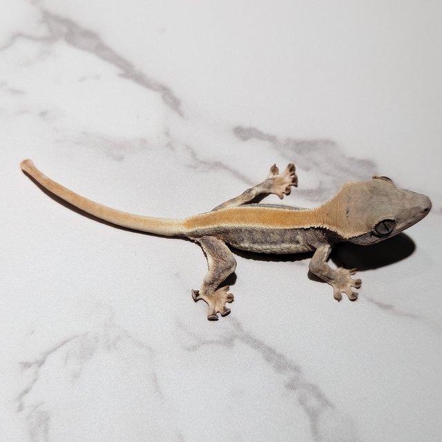 릴리화이트 솔리드백 화이트