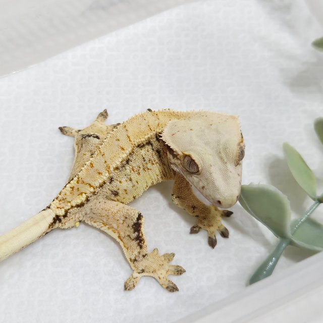 노멀 텐저린 화이트스팟 트라이