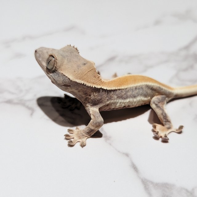 릴리화이트 솔리드백 화이트