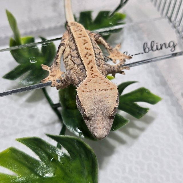 노멀 트라이 익스트림할리퀸