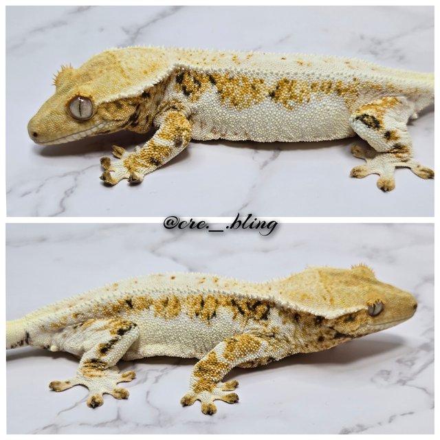 릴리화이트 트라이