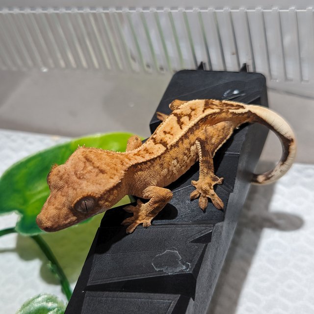 옐로우 크림시클