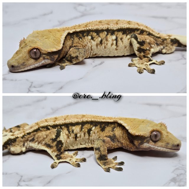 노멀 트라이 익스트림할리퀸