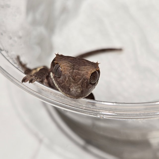 다크 팬텀 카푸치노 챠콜