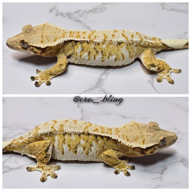 노멀 트라이 할리퀸 화이트스팟