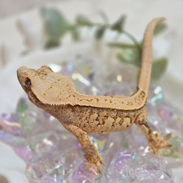 노멀 풀핀 텐저린 트라이 익스트림할리퀸 화이트스팟