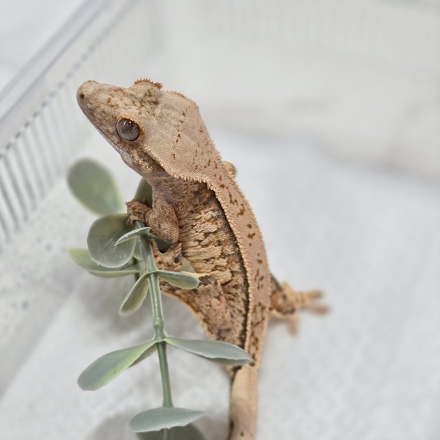 노멀 풀핀 텐저린 트라이 익스트림할리퀸 화이트스팟