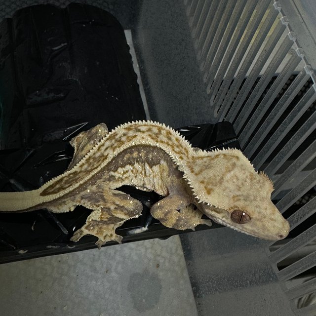 노멀 엠티백 쿼드 풀핀 핀스트라이프