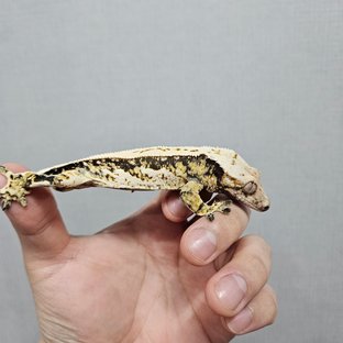 노멀 쿼드 트라이