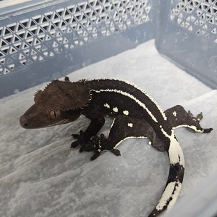 아잔틱 화이트핀 화이트포트홀