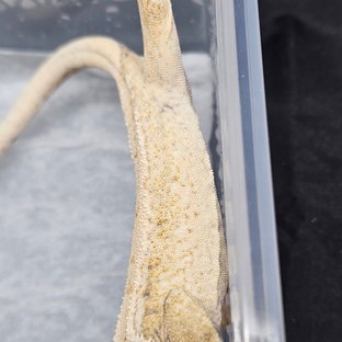 노멀 트라이 드리피 화이트스팟