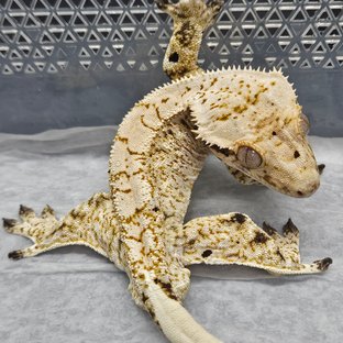 노멀 드리피 화이트스팟