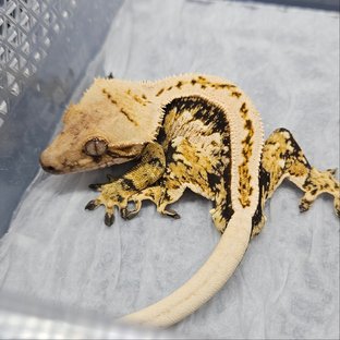 노멀 쿼드 트라이