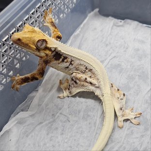 릴리화이트 트라이 솔리드백