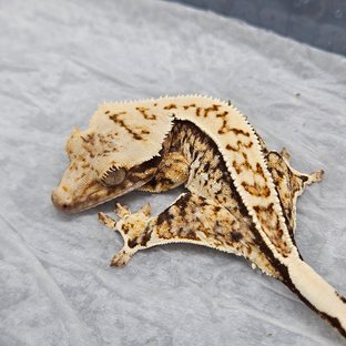 트라이 노멀 풀핀