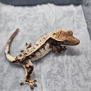 카푸치노 화이트스팟 드리피 화이트핀