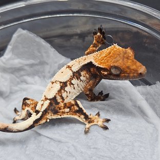 텐저린 트라이 세이블