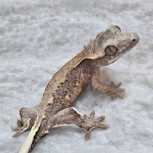 마블X조미 강추