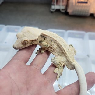 쿼드 드리피 화이트스팟