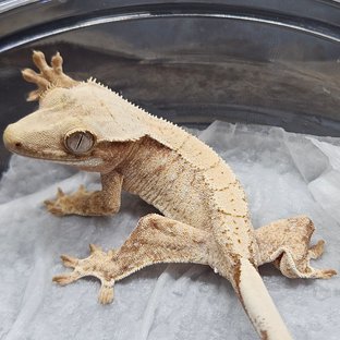 레드 트라이 드리피