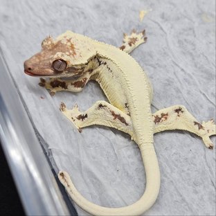 프라푸치노 솔리드백