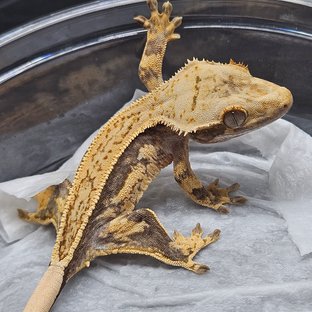 노멀 쿼드 트라이 풀핀